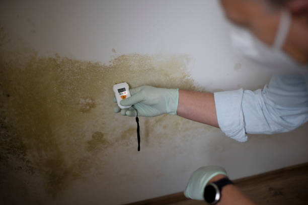 Best Kitchen Mold Remediation in Flordell Hills, MO