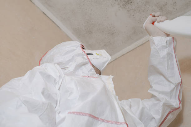 Best Black Mold Remediation in Flordell Hills, MO