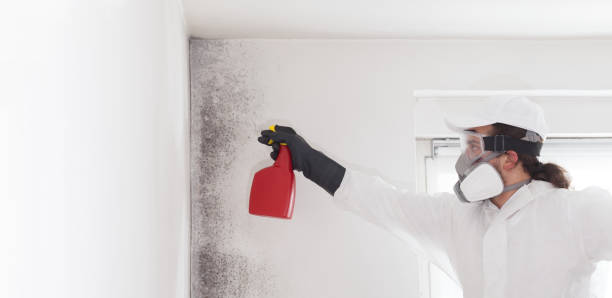 Best Post-Flood Mold Remediation in Flordell Hills, MO