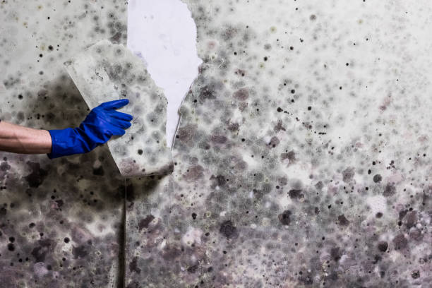 Best Basement Mold Remediation in Flordell Hills, MO